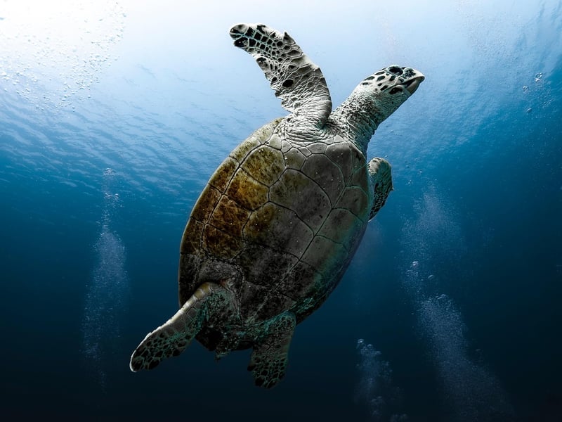 Scuba Diving Expedition
